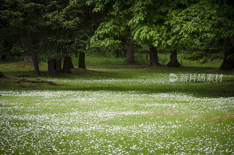 春天绿树成荫的草地上开着白花