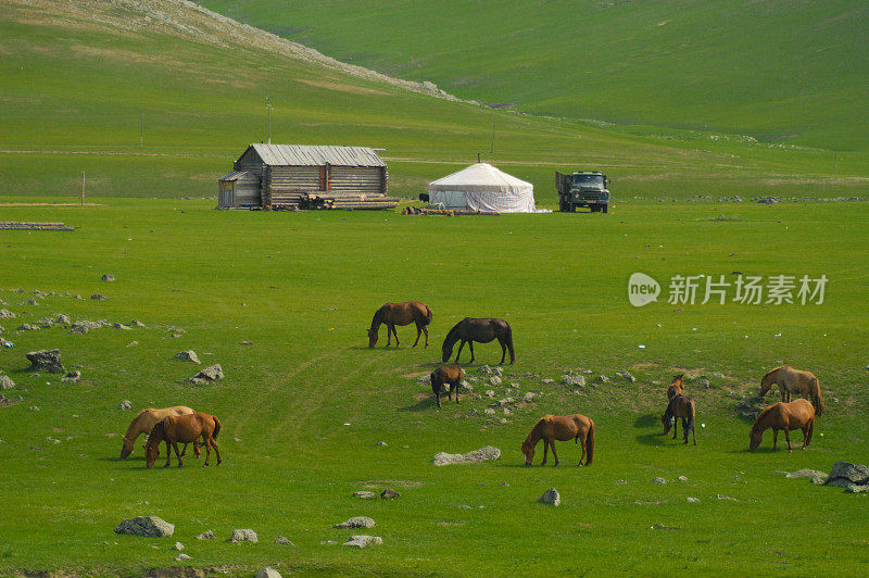 有马和蒙古包的蒙古景观