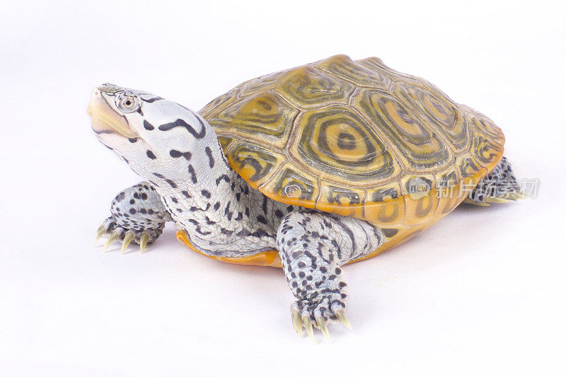 卡罗来纳菱形纹水龟，马氏水龟