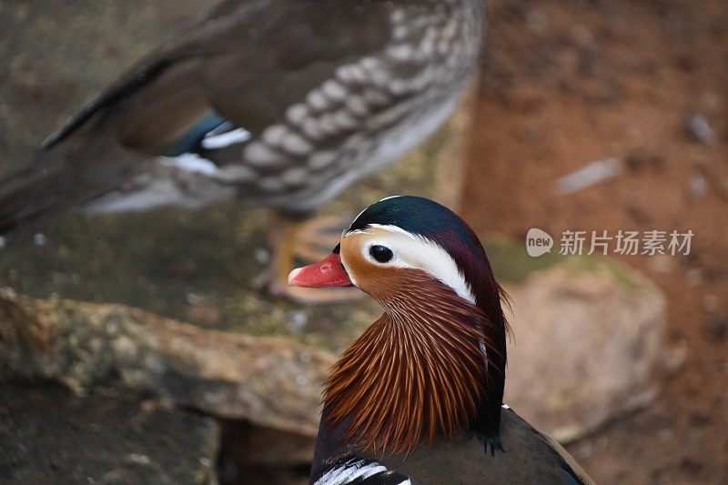 鸭子在湖里