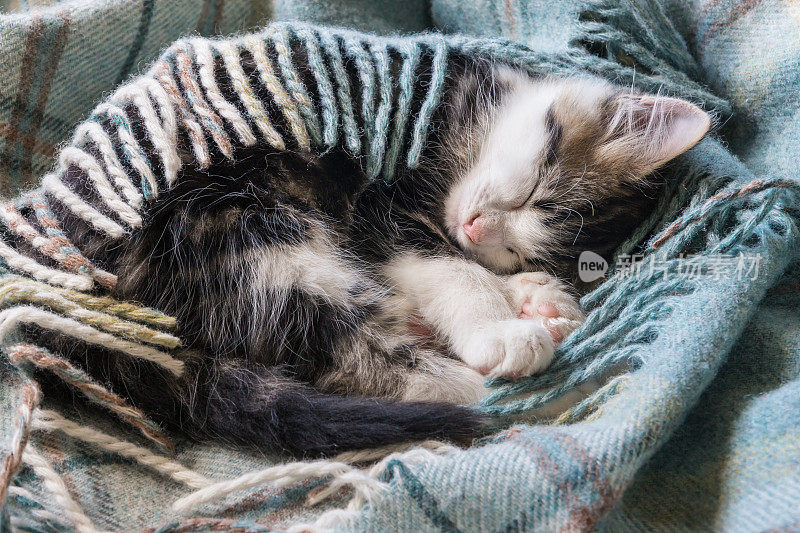 小猫睡在羊毛毯子里