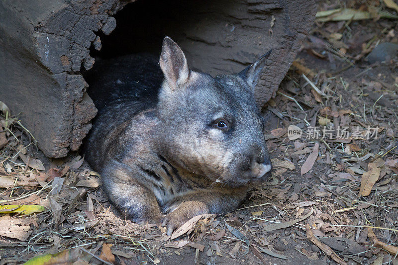 一只澳大利亚有袋袋熊从它的木窝里向外张望