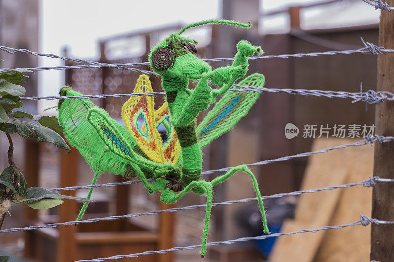 螳螂，绿色羊毛