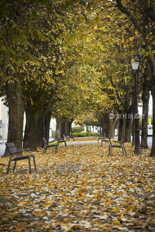 秋天的时候，镇上的长廊被黄叶覆盖着。