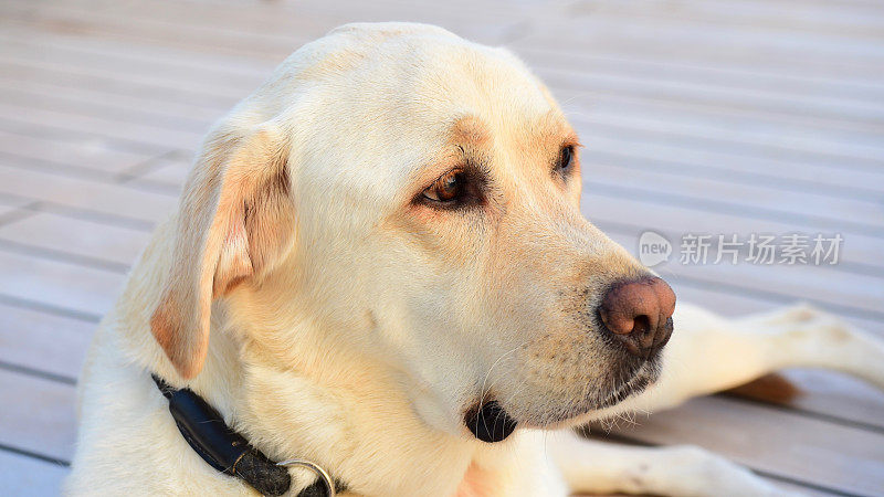 拉布拉多寻回犬放松