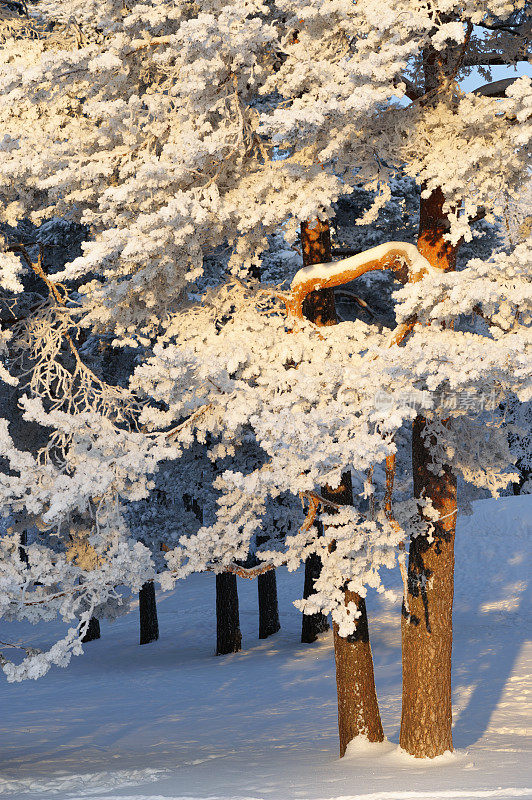 雪和霜覆盖着松树