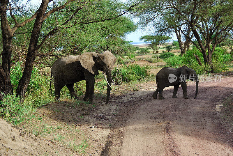 坦桑尼亚曼亚拉湖国家公园的非洲象
