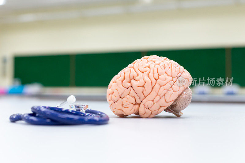 实验室的脑模型和药物研究。