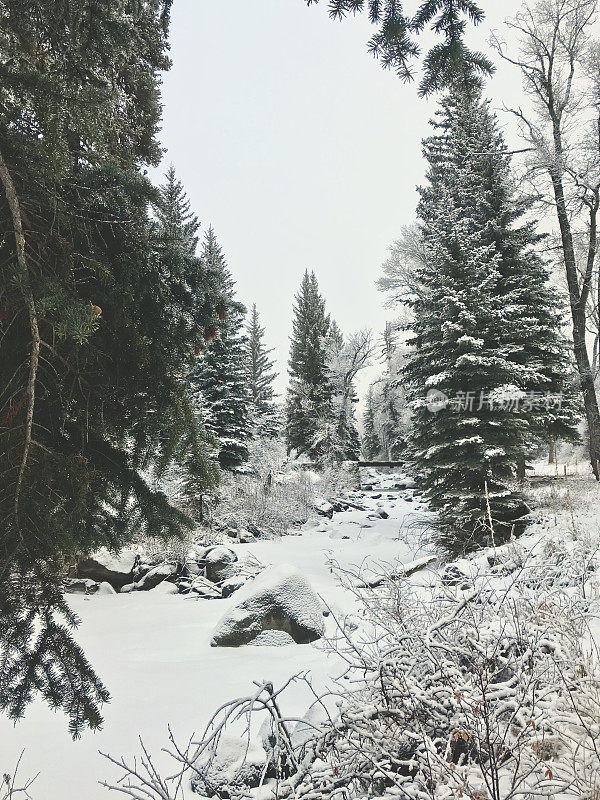 白色风景-科罗拉多州西部高海拔冬季降雪