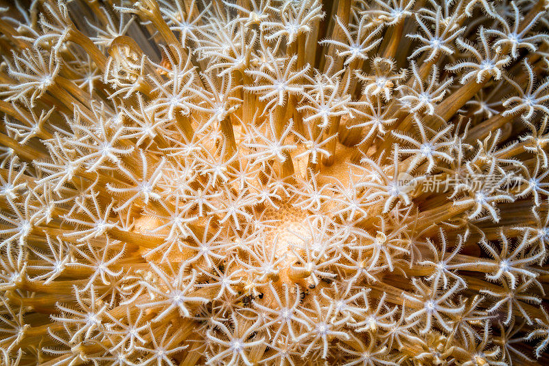 像星空-脂肪海笔的珊瑚虫，阿洛群岛，印度尼西亚