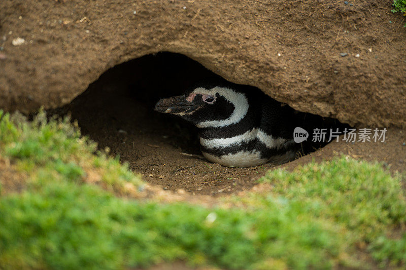 嵌套麦哲伦企鹅