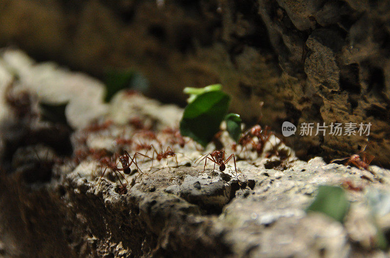 切叶蚁在中美洲的丛林中收集树叶碎片，供蘑菇生长。巴拿马。