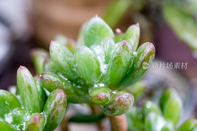 冻雨后盆栽肉质植物