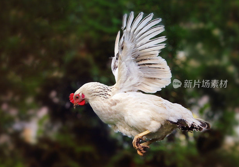 在大自然中飞翔的鸡，母鸡