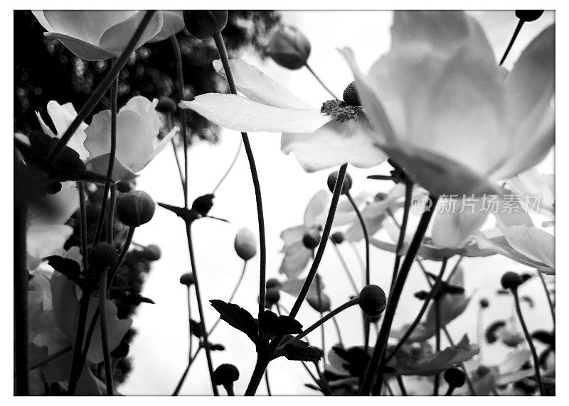 花园里的银莲花