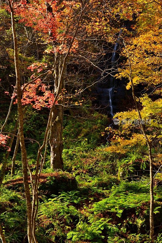 日本青森市秋天的磐濑山溪