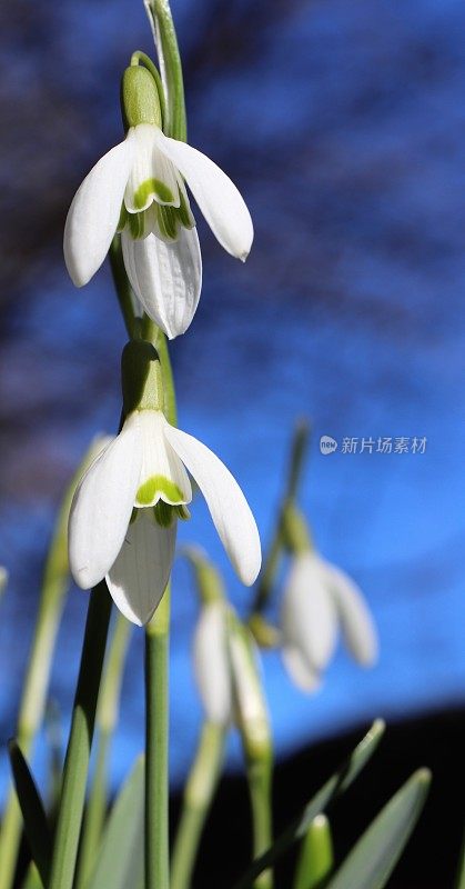 雪花莲在树林里