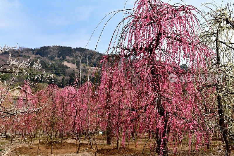 梅花:粉红色