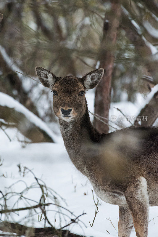 在白雪覆盖的树林里休养的鹿