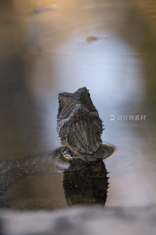 小蜥蜴从水里探出头来