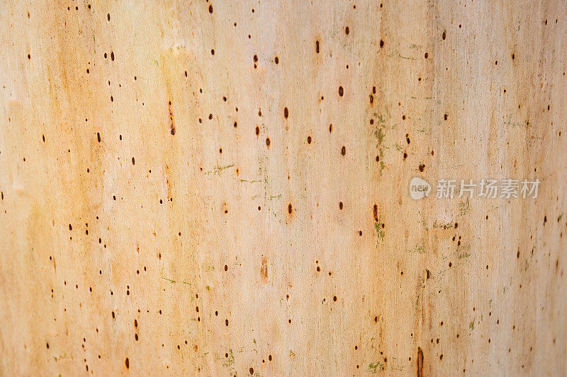 纹理淡奶油木制树干剥离树皮