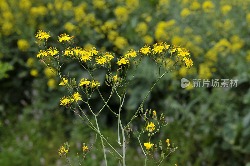 野菊花