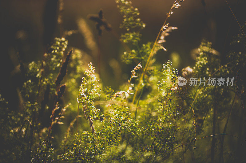 夏天草地上的野草