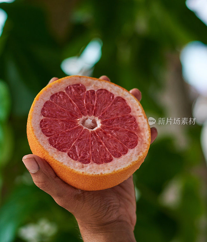 清爽的热带鸡尾酒饮料和水果在吧台近距离