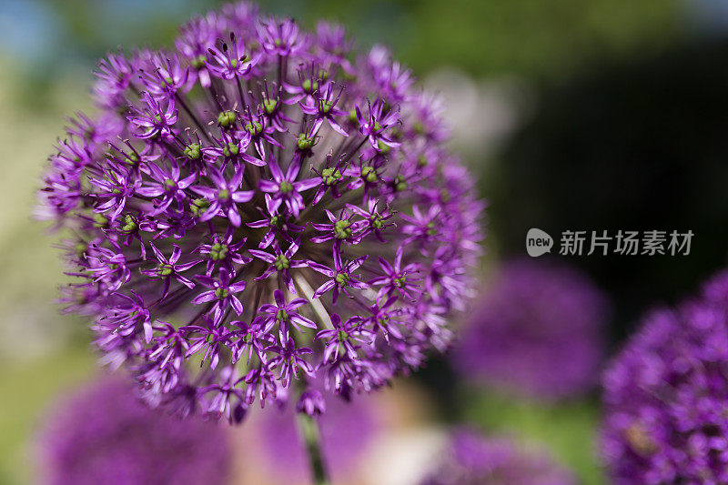 紫色葱花头特写