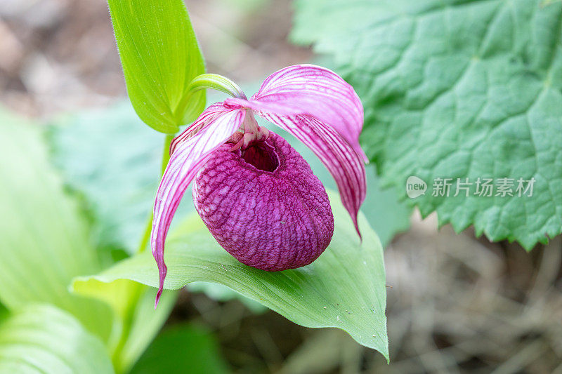 Large-flowered凤仙花、日本