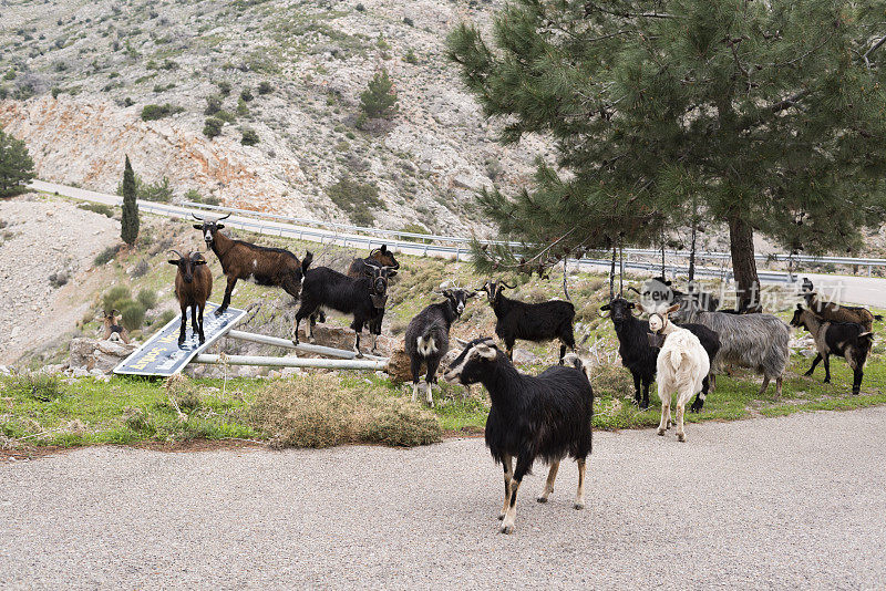 春天，山羊在希腊岛屿的乡间小路上