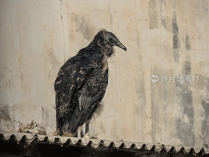 羽翼未剥的老黑秃鹫在屋顶上