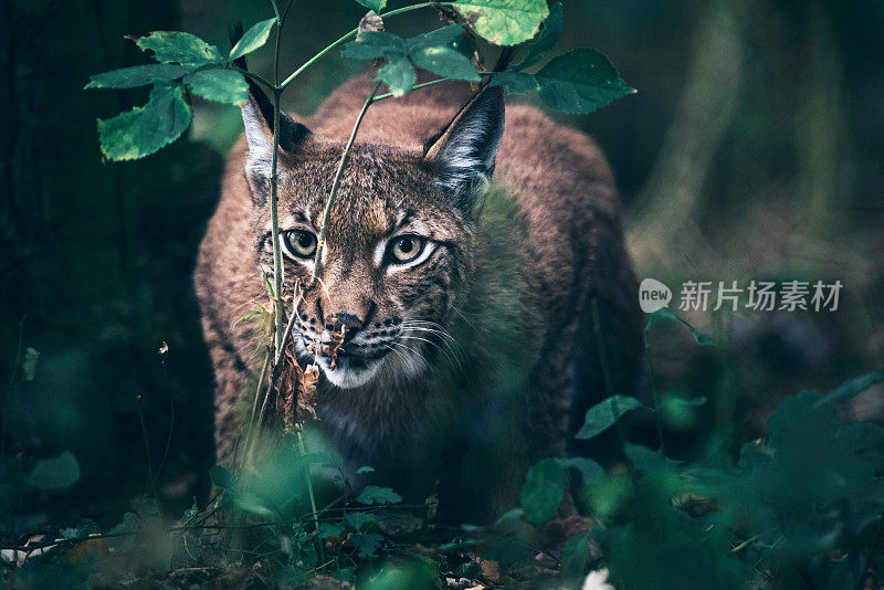 在森林植被之间的欧亚猞猁。