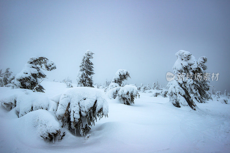 冷杉和松树上覆盖着厚厚的积雪