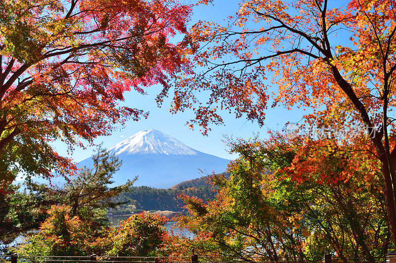 日本富士五湖地区的富士山和秋叶