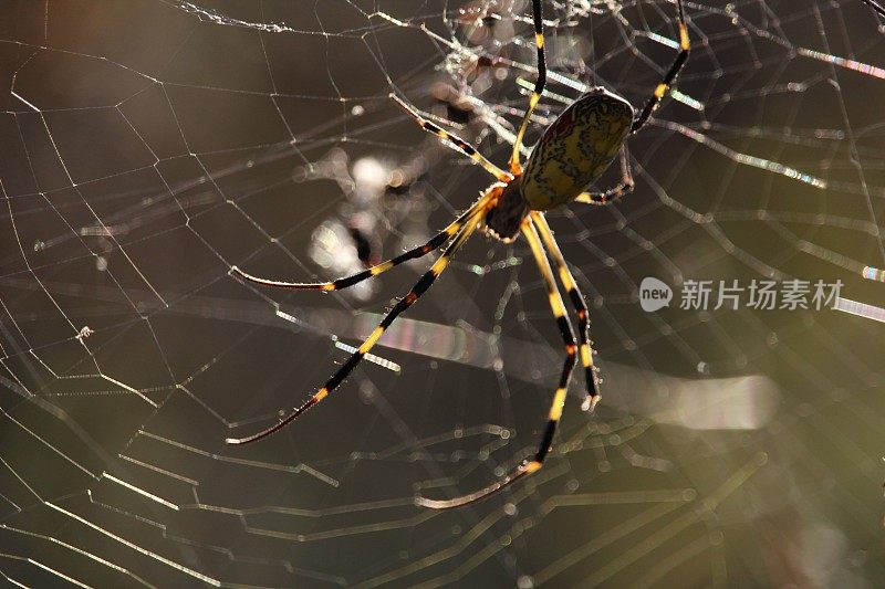 蜘蛛和蜘蛛网VH517