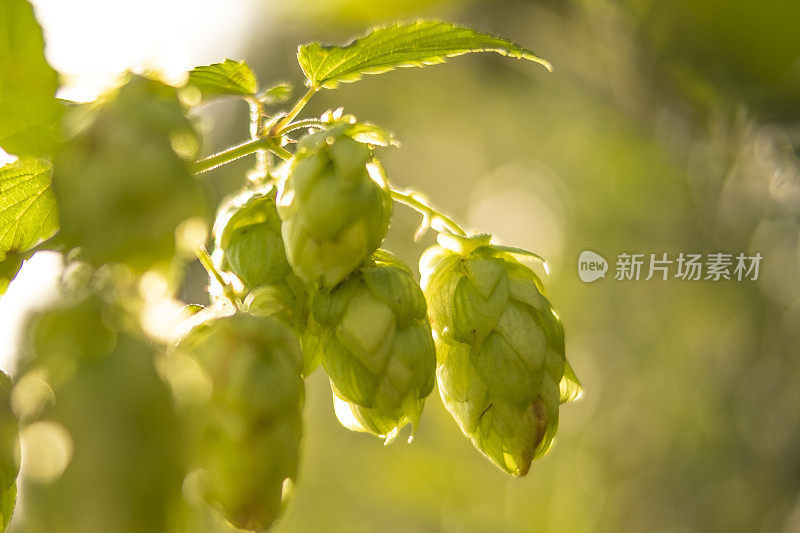 在自然界中夏季生长的啤酒花用于啤酒酿造