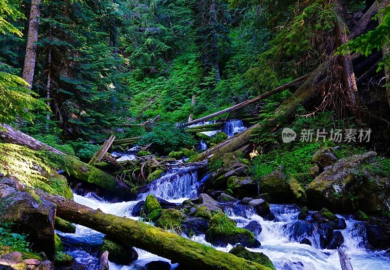 林惇溪雨林