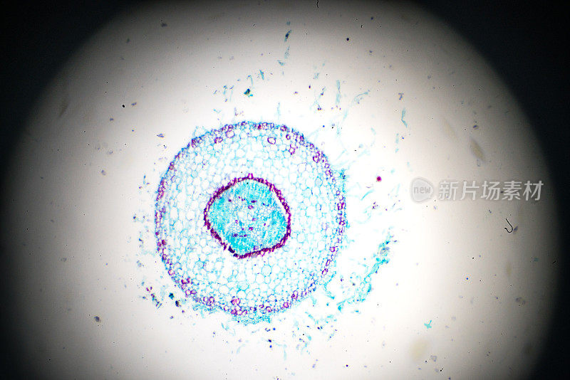 陆地棉幼根的光镜观察