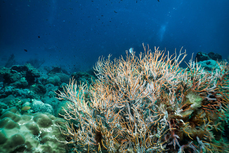 柳珊瑚的水下扇形珊瑚有一个碳捕获系统