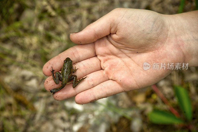 小青蛙