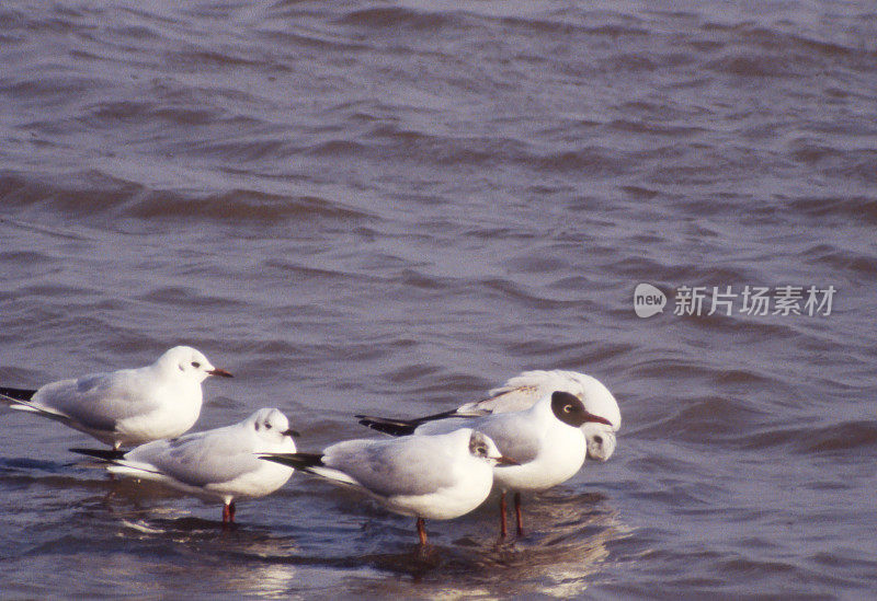 冬季的黑头鸥