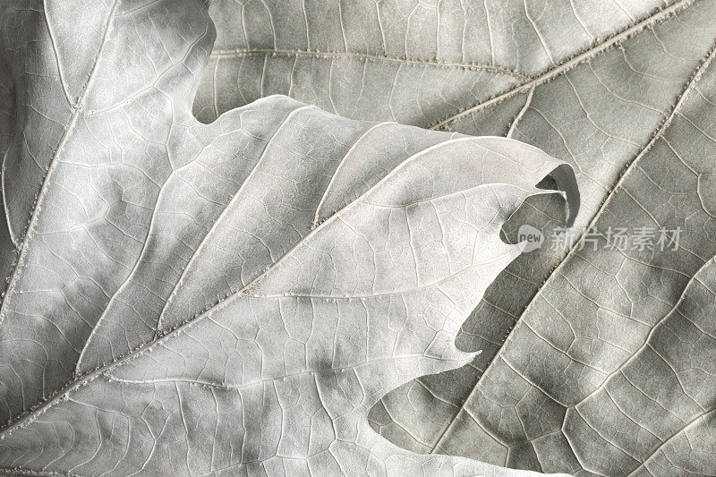 梧桐树叶子的微距图像