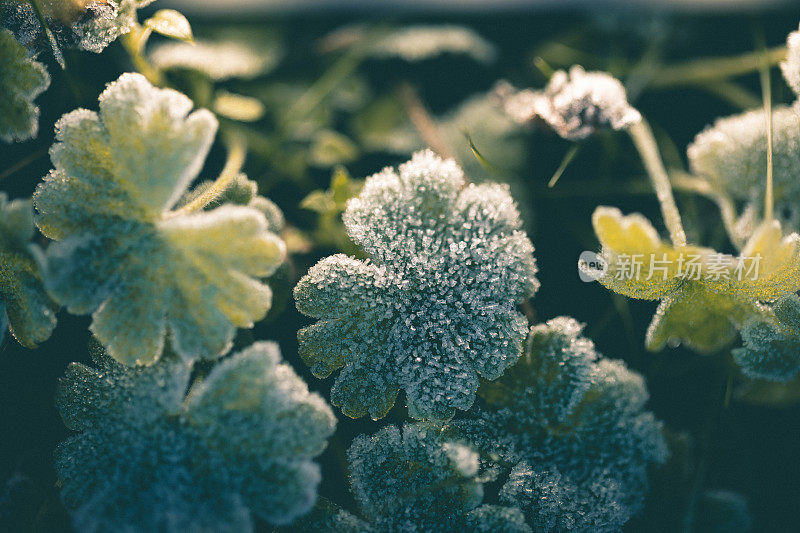 严寒的初冬清晨，地上覆盖着白霜的植物