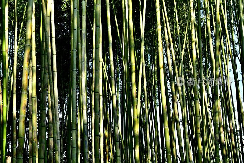 京都佐野的竹林