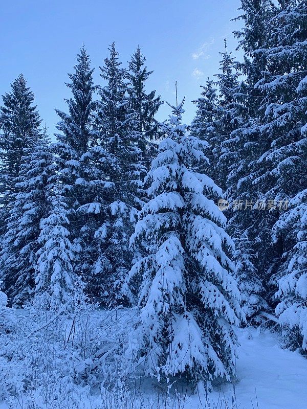 雪覆盖的树木