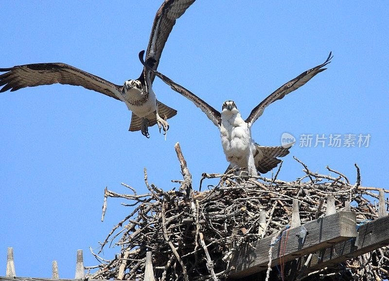 鱼鹰在飞行中