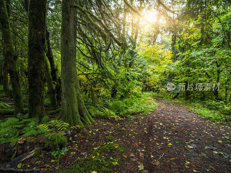 加拿大不列颠哥伦比亚省惠斯勒雨林徒步旅行路线