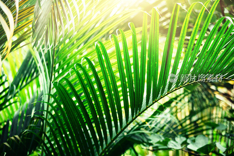 阳光穿过热带的树叶。棕榈树叶子的背景。