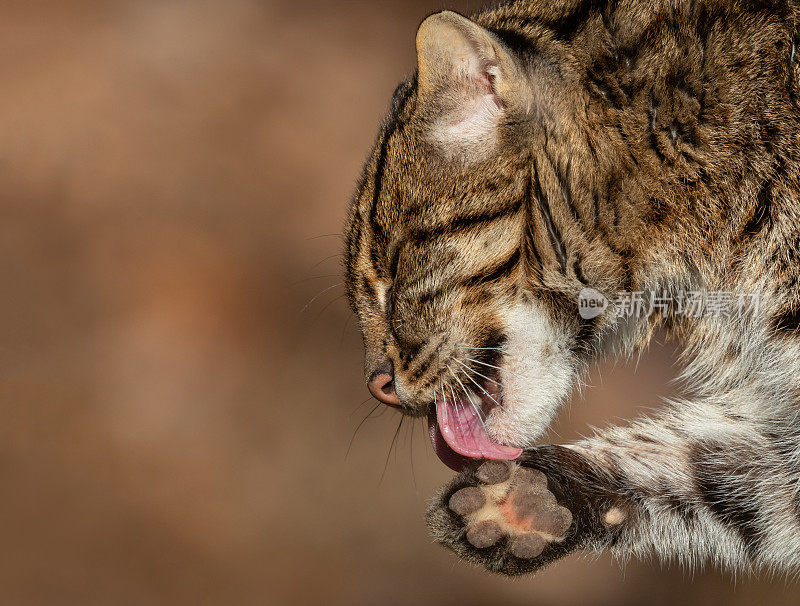 钓鱼的猫清洁它的爪子